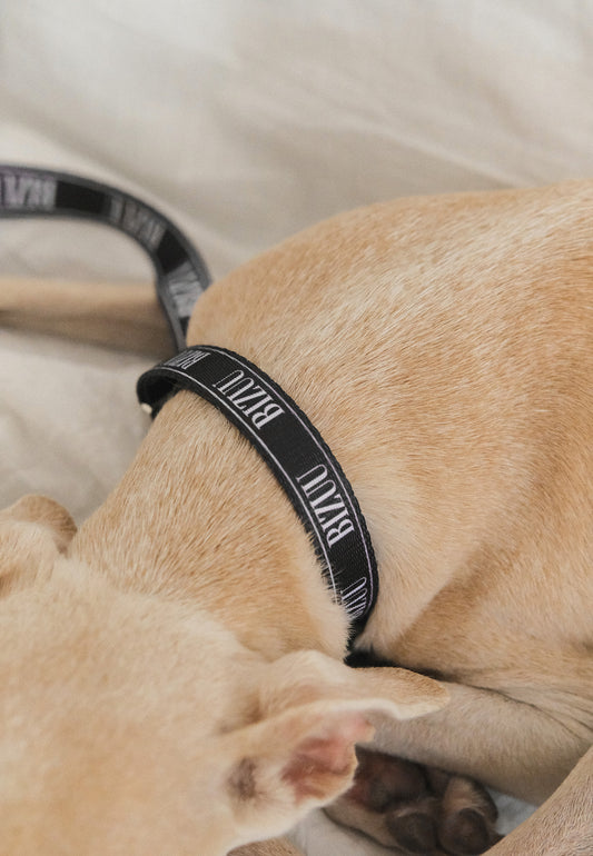 Close-up of the dog's neck, which features a black collar with a white Bizuu logo.