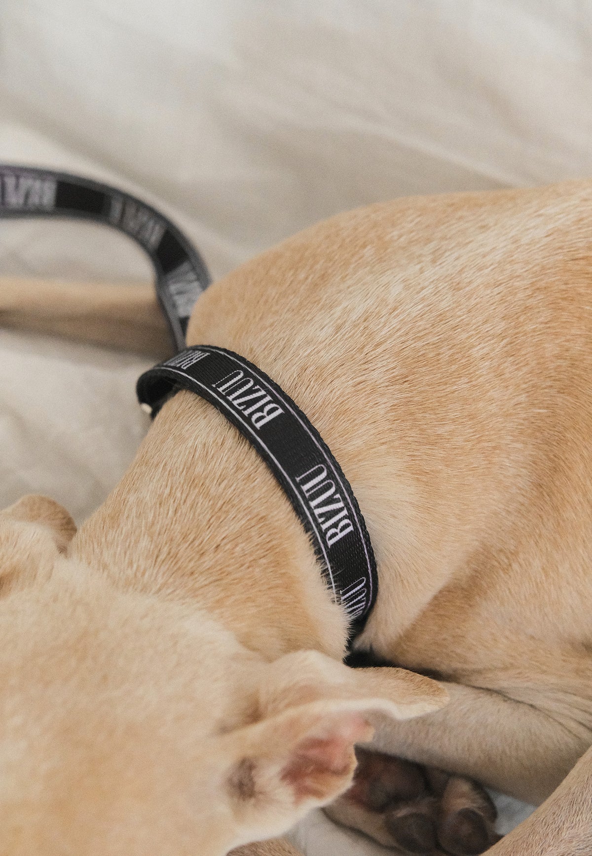 Close-up of the dog's neck, which features a black collar with a white Bizuu logo.