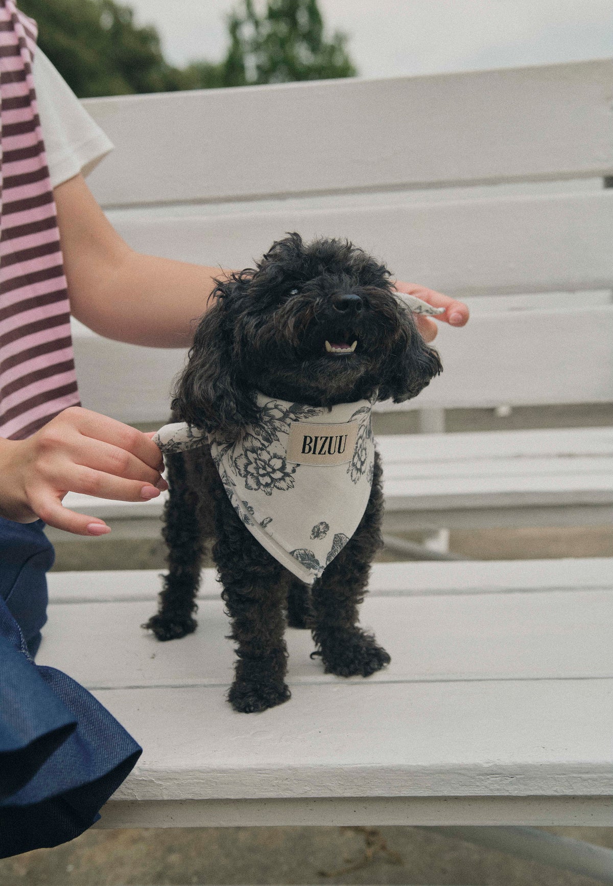 A black dog standing on a white bench with a scarf tied around its neck bearing the Bizuu logo.